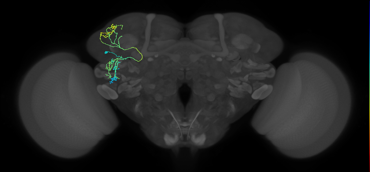 adult VLPl&d1 lineage neuron