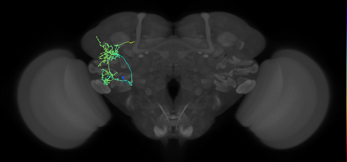 BAlp2 lineage neuron