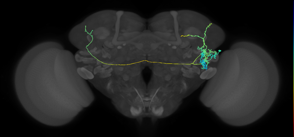 adult VLPl&d1 lineage neuron