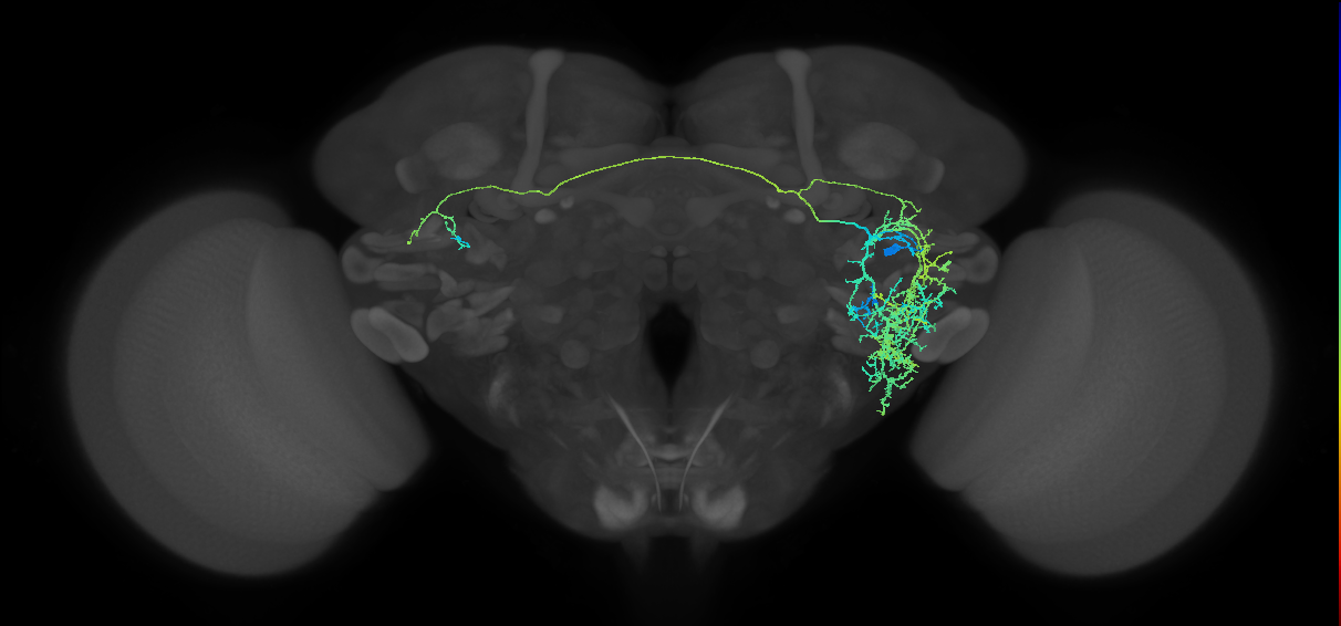 DALl2 lineage neuron