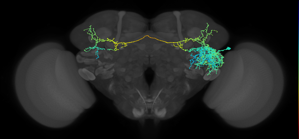 AVLP439