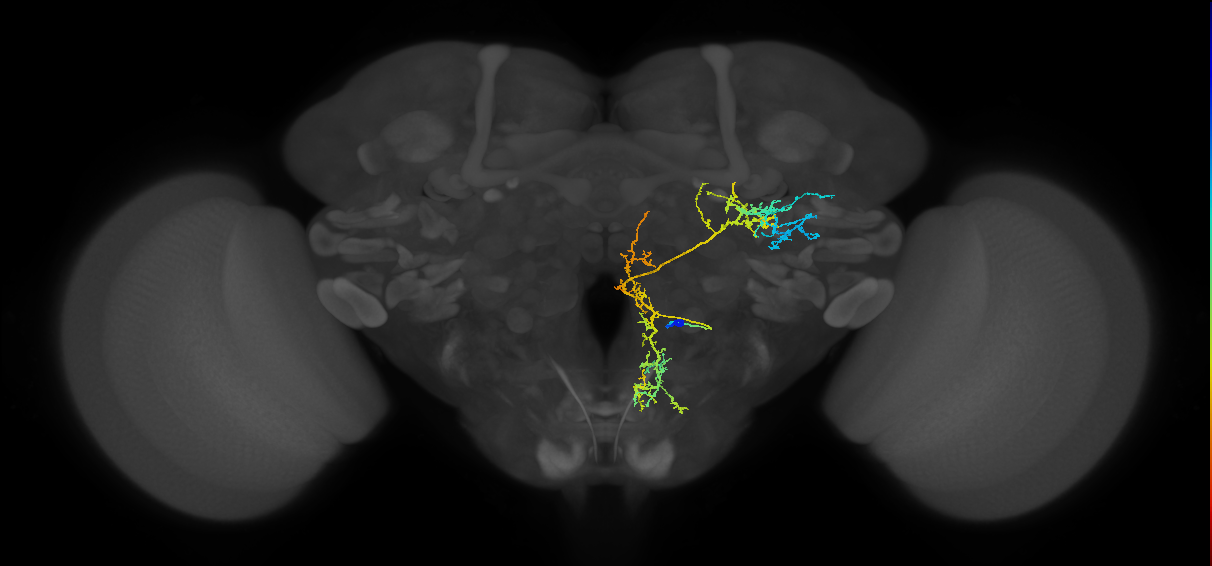 adult PSa1 lineage neuron