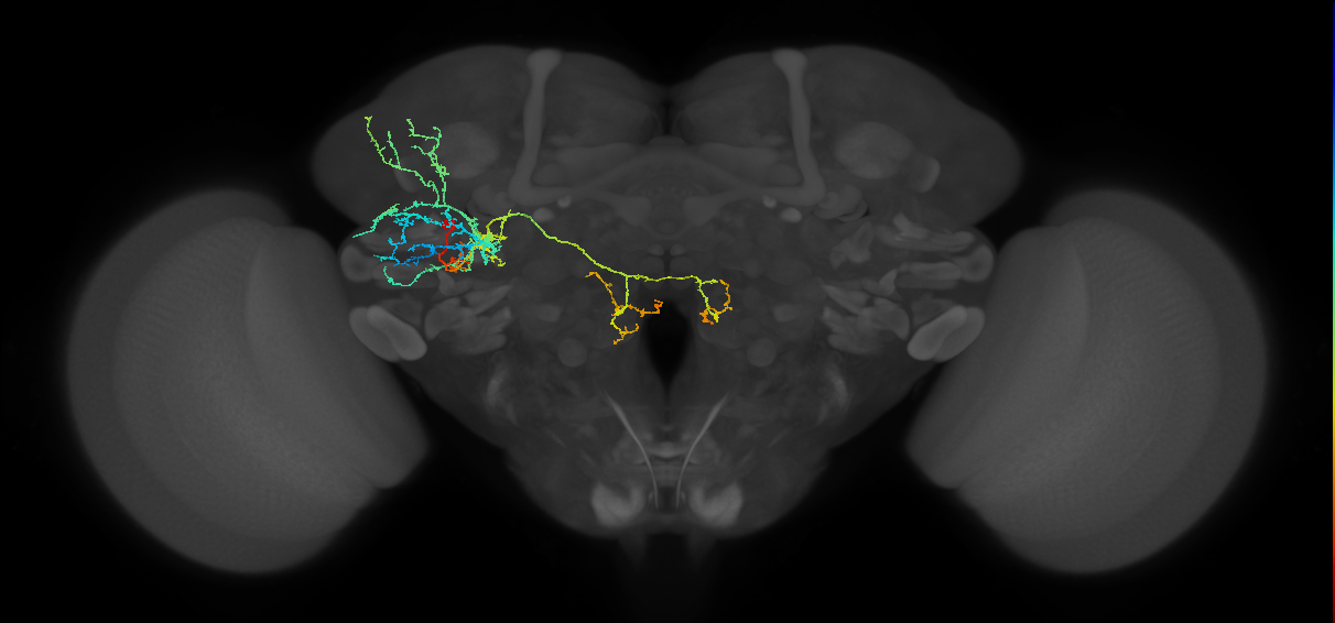 adult DL1 lineage neuron