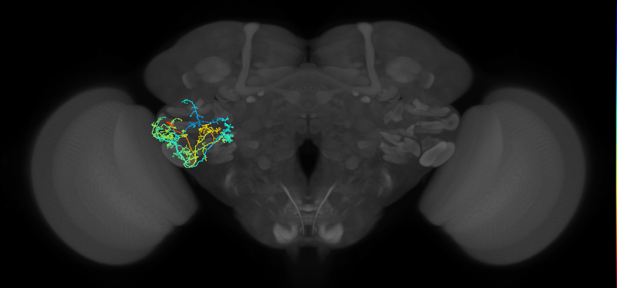 adult VLPp1 lineage neuron