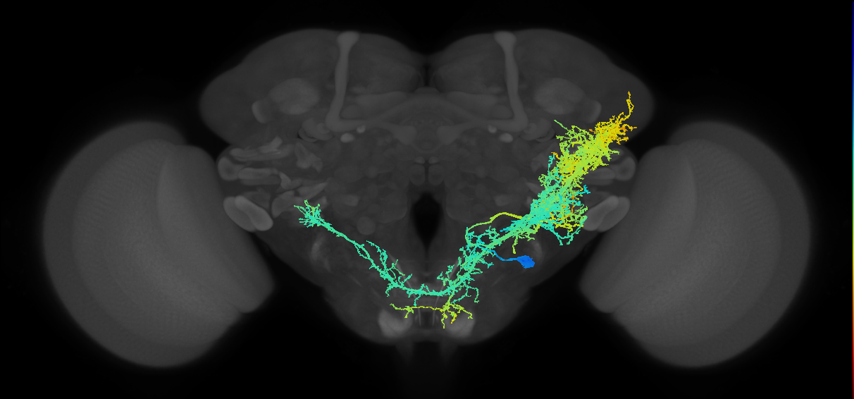 adult VESa1 lineage neuron