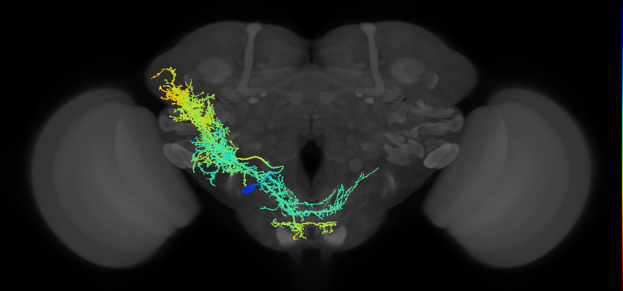 adult VESa1 lineage neuron
