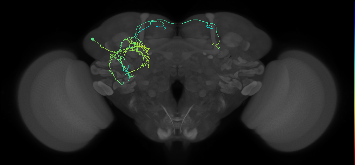 adult SLPal2 lineage neuron