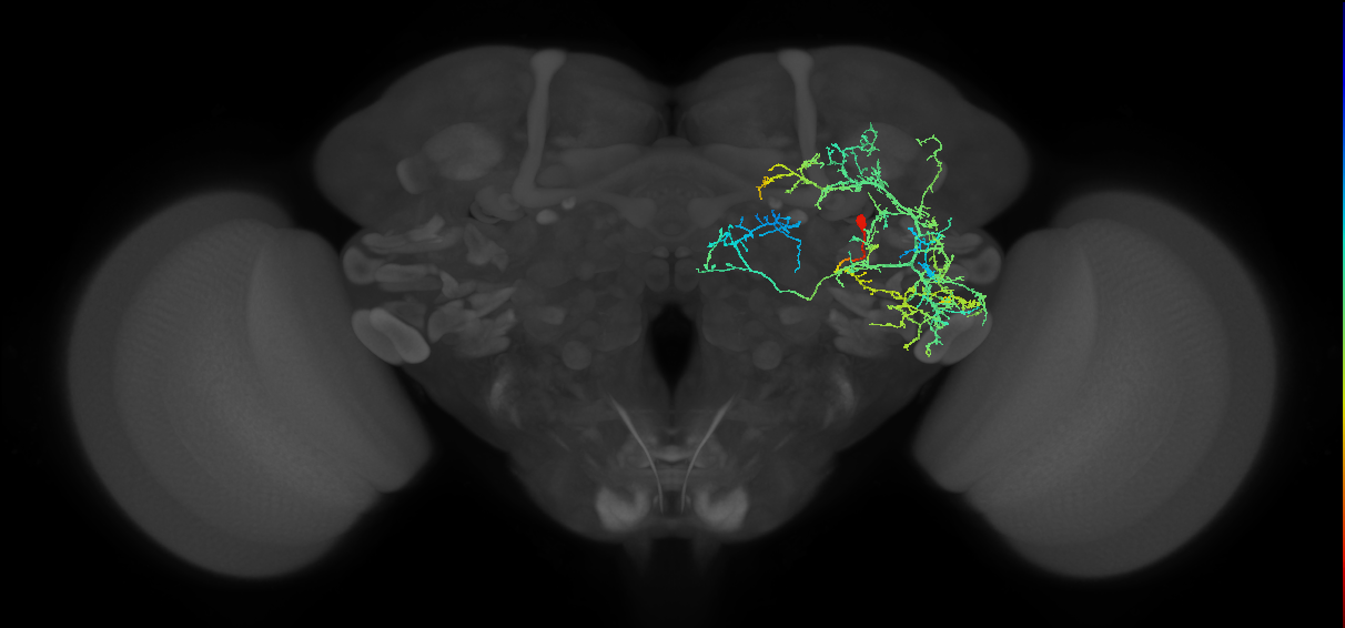 adult doublesex pC2m (male) neuron