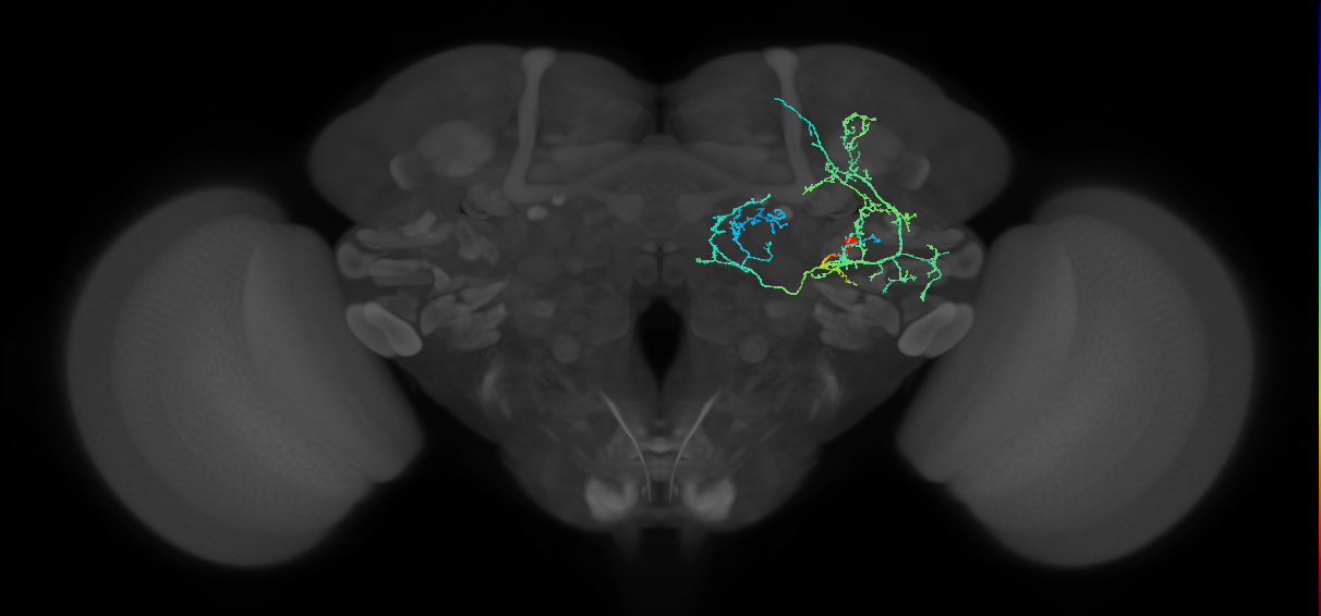 adult doublesex pC2m neuron