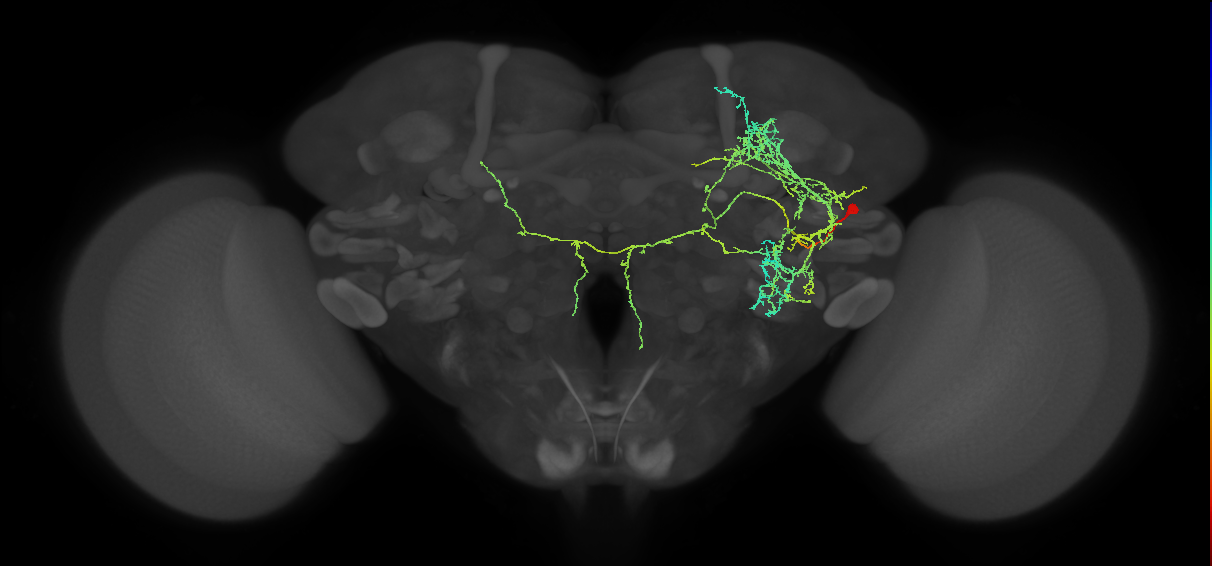 supraesophageal ganglion neuron