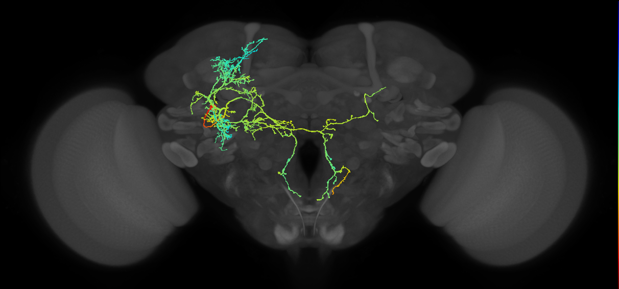 AVLP714m_L (MaleCNS:12708)
