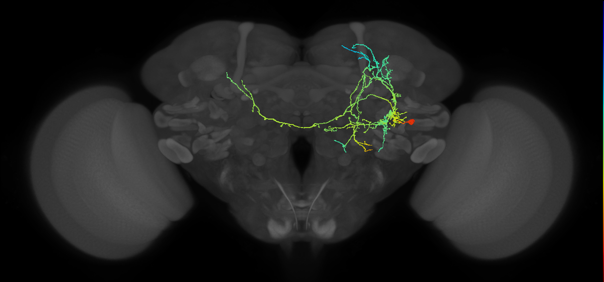 adult DL2 lineage neuron