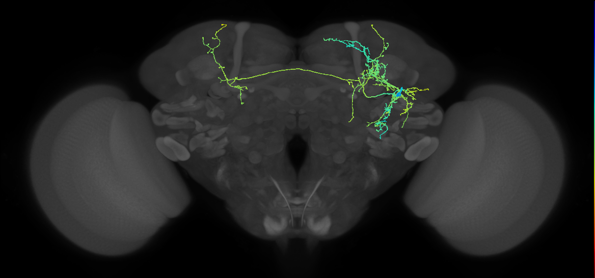 adult fruitless aIP-c (male) neuron