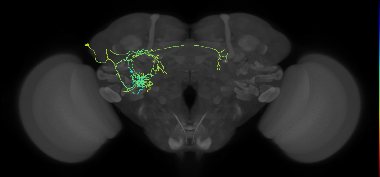adult LHl1 lineage neuron