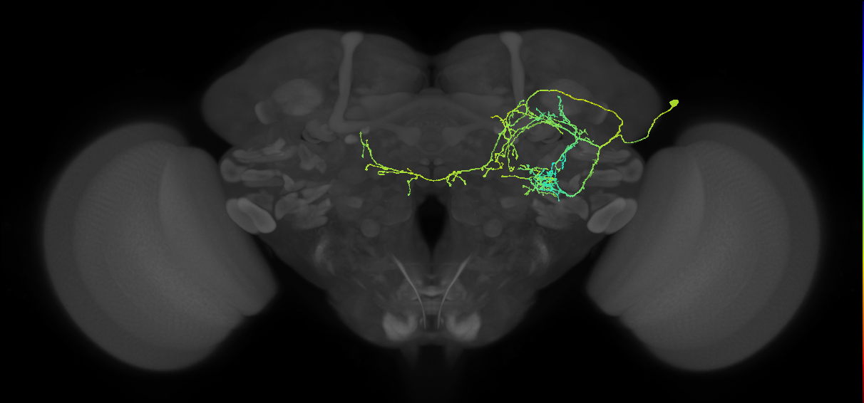 AVLP734m_R (MaleCNS:515990)