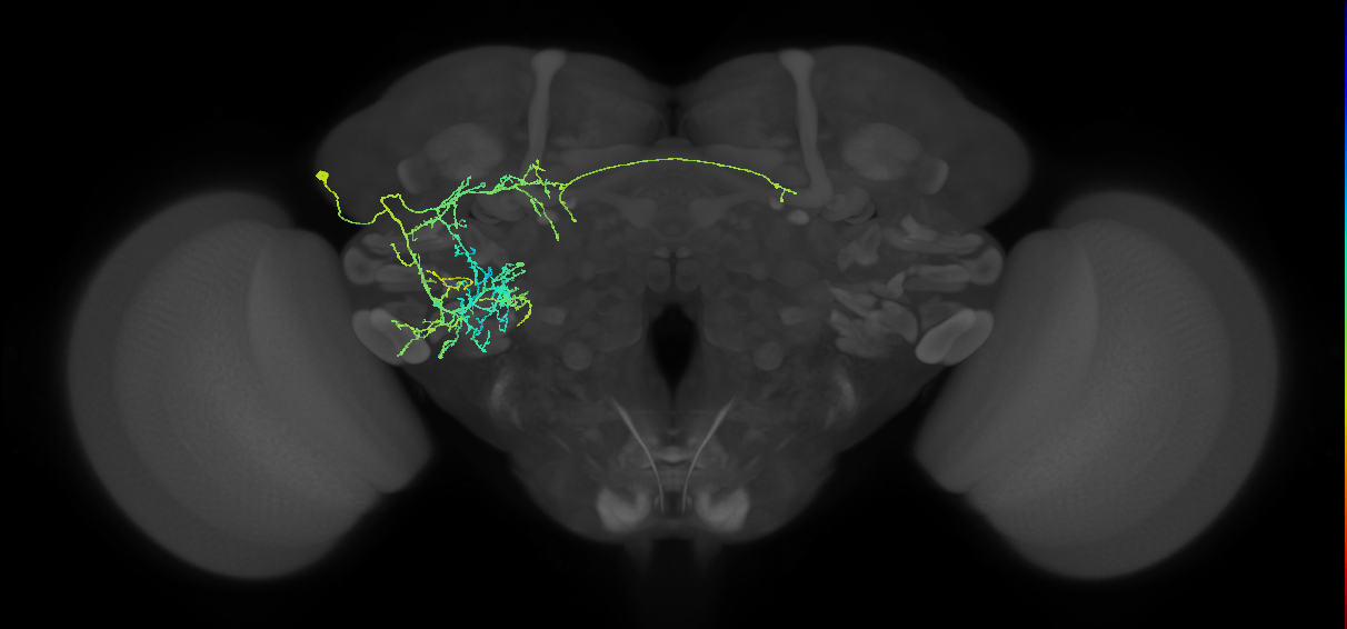 adult fruitless aSP-k (male) neuron