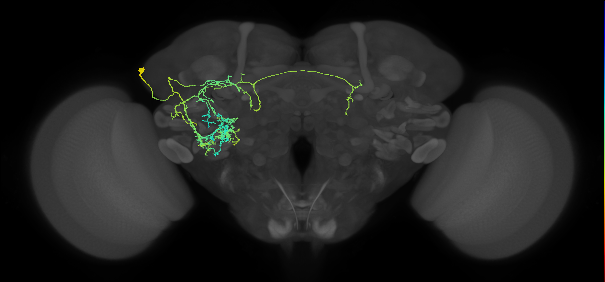 adult LHl1 lineage neuron