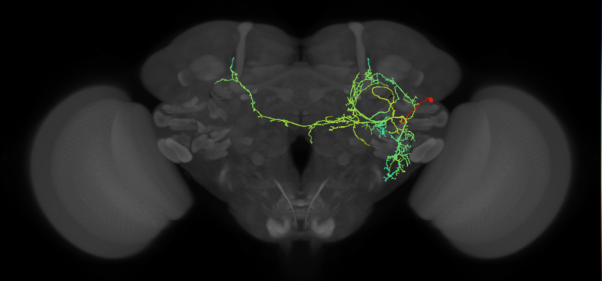 adult DL2 lineage neuron