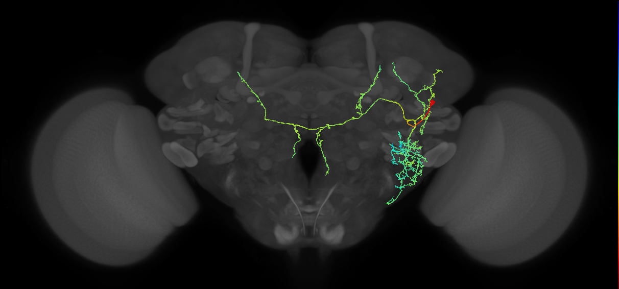 adult DL2 lineage neuron