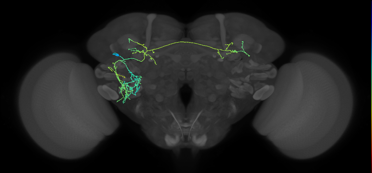 adult fruitless aIP-c (male) neuron