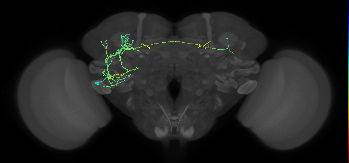 adult VLPl&p2 lineage neuron