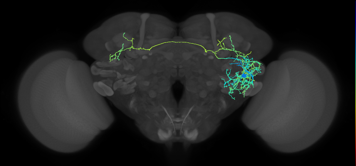 AVLP748m_R (MaleCNS:16047)