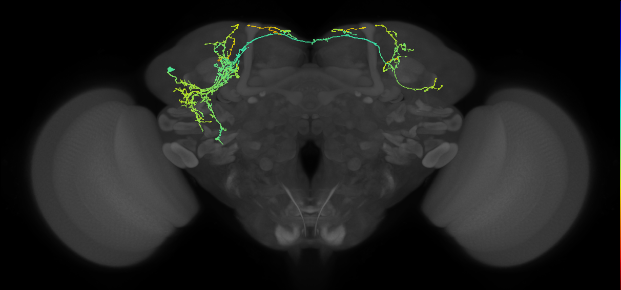 adult SLPal2 lineage neuron