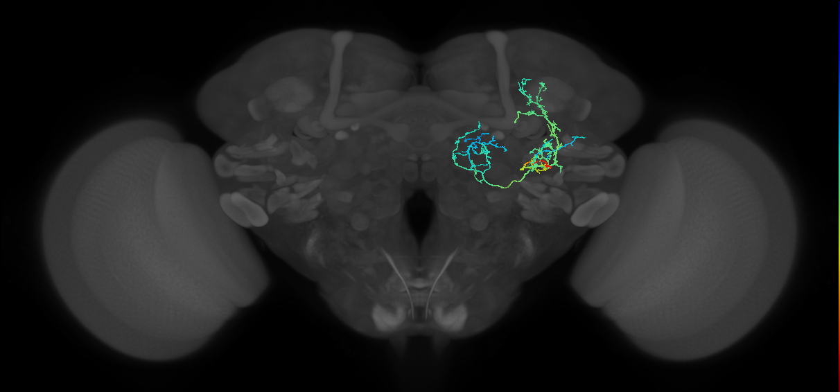 adult doublesex pC2m neuron