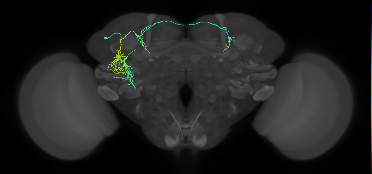 adult SLPad1 lineage neuron