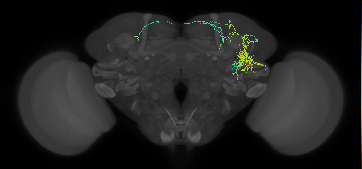 AVLP753m_R (MaleCNS:569848)