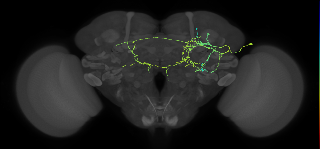 adult LHl1 lineage neuron