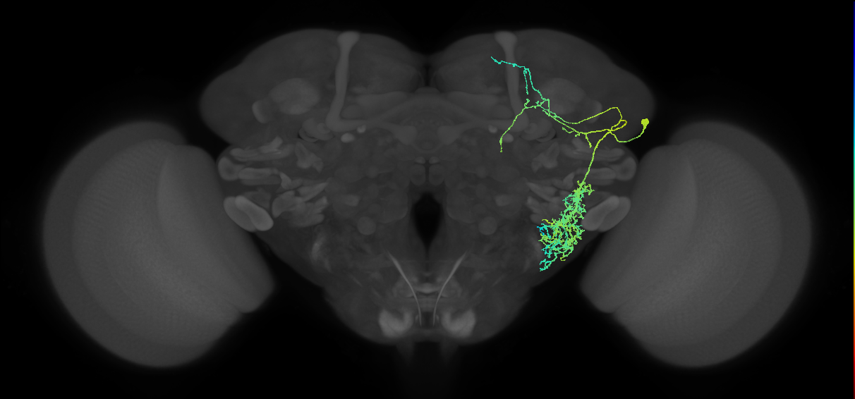 adult LHl1 lineage neuron