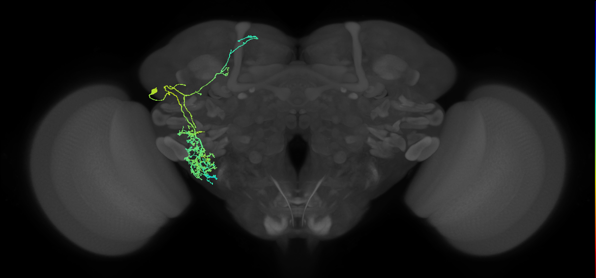 adult LHl1 lineage neuron