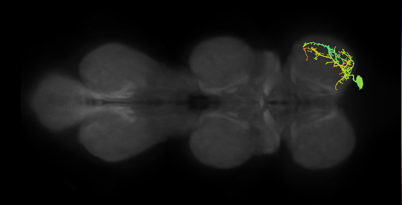 Acc. ti flexor MN_R (MaleCNS:817509)