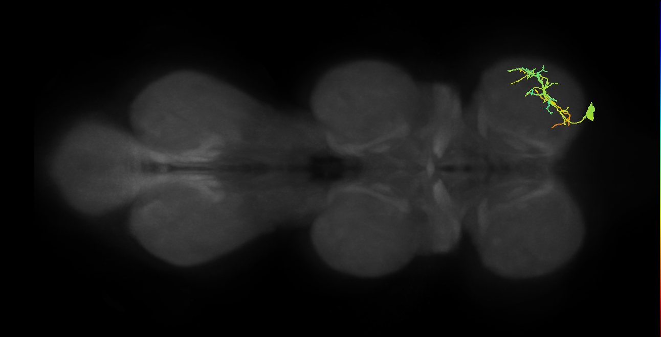 Acc. ti flexor MN_R (MaleCNS:833140)