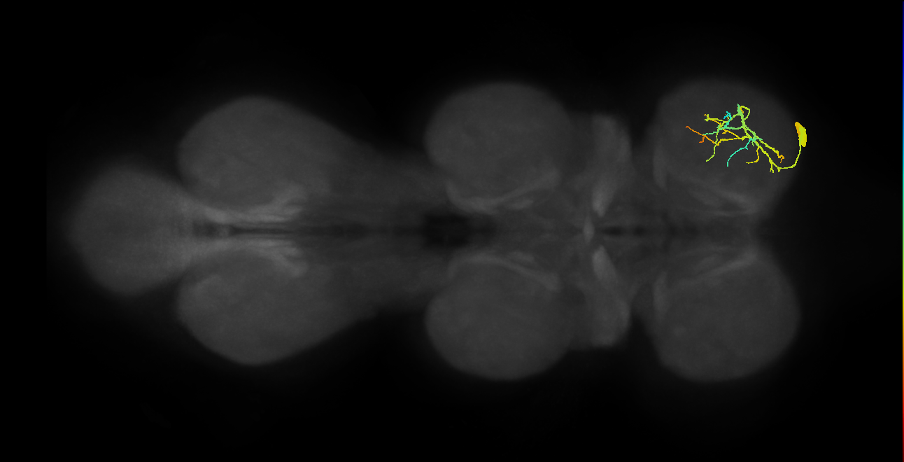 Acc. ti flexor MN_R (MaleCNS:837745)