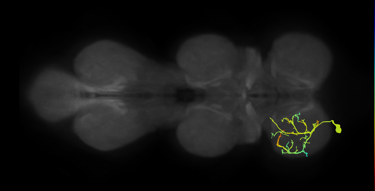metathoracic tibial depressor motor neuron