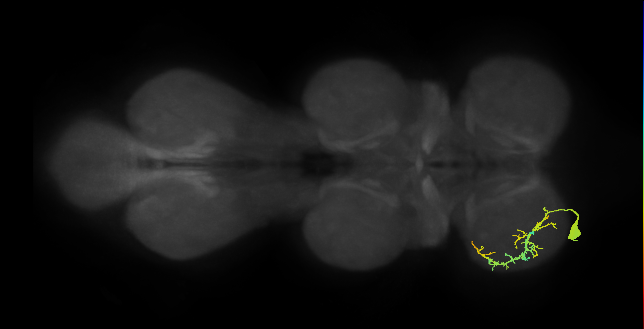 Acc. ti flexor MN_L (MaleCNS:817283)