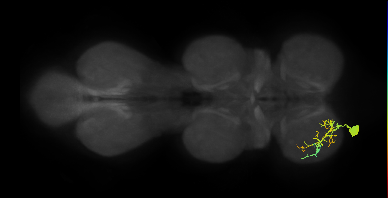 metathoracic tibial depressor motor neuron