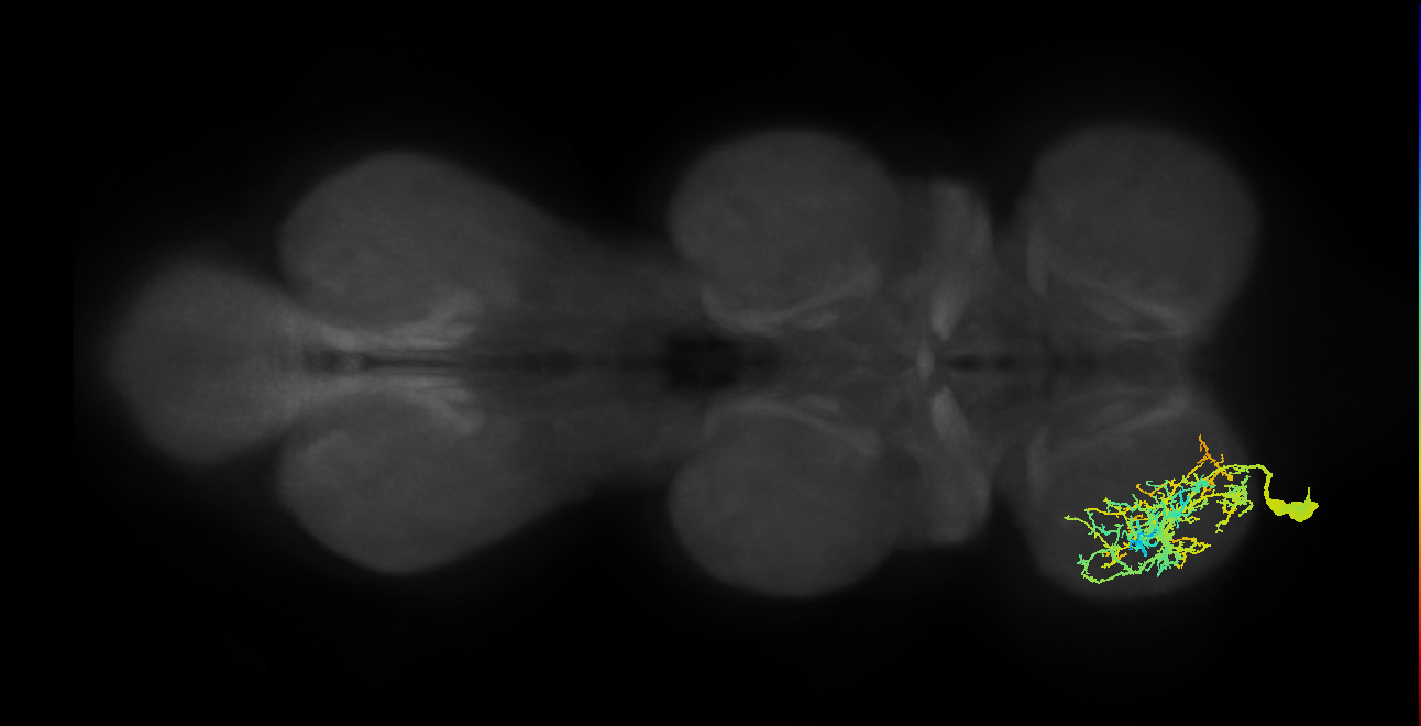 tibial depressor motor neuron