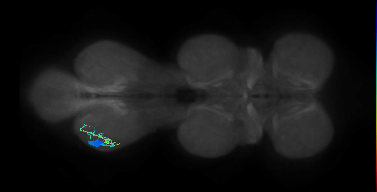 NB2-3 lineage neuron