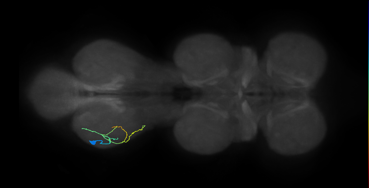 tibial depressor motor neuron
