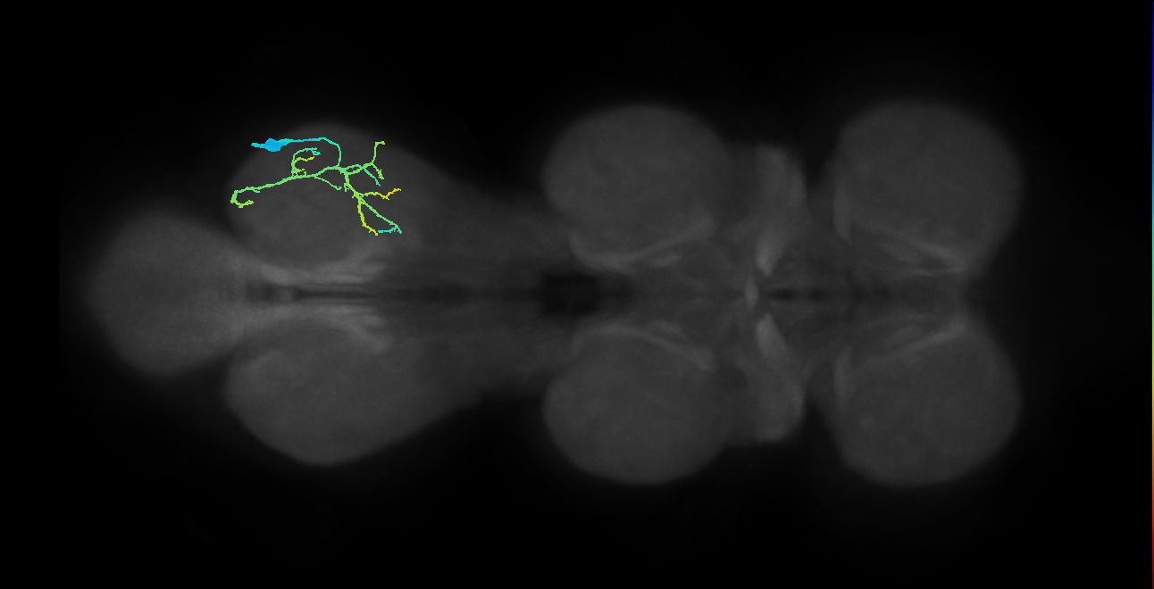 mesothoracic tibial depressor motor neuron
