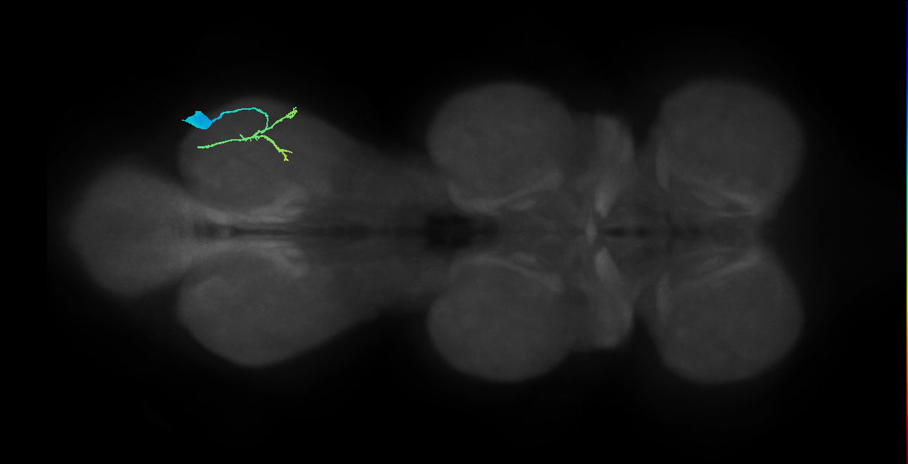 prothoracic tibial depressor motor neuron