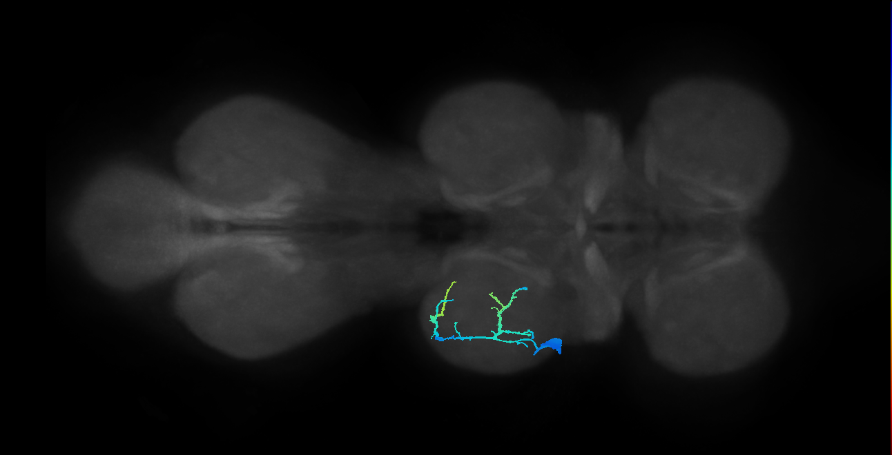 prothoracic tibial depressor motor neuron