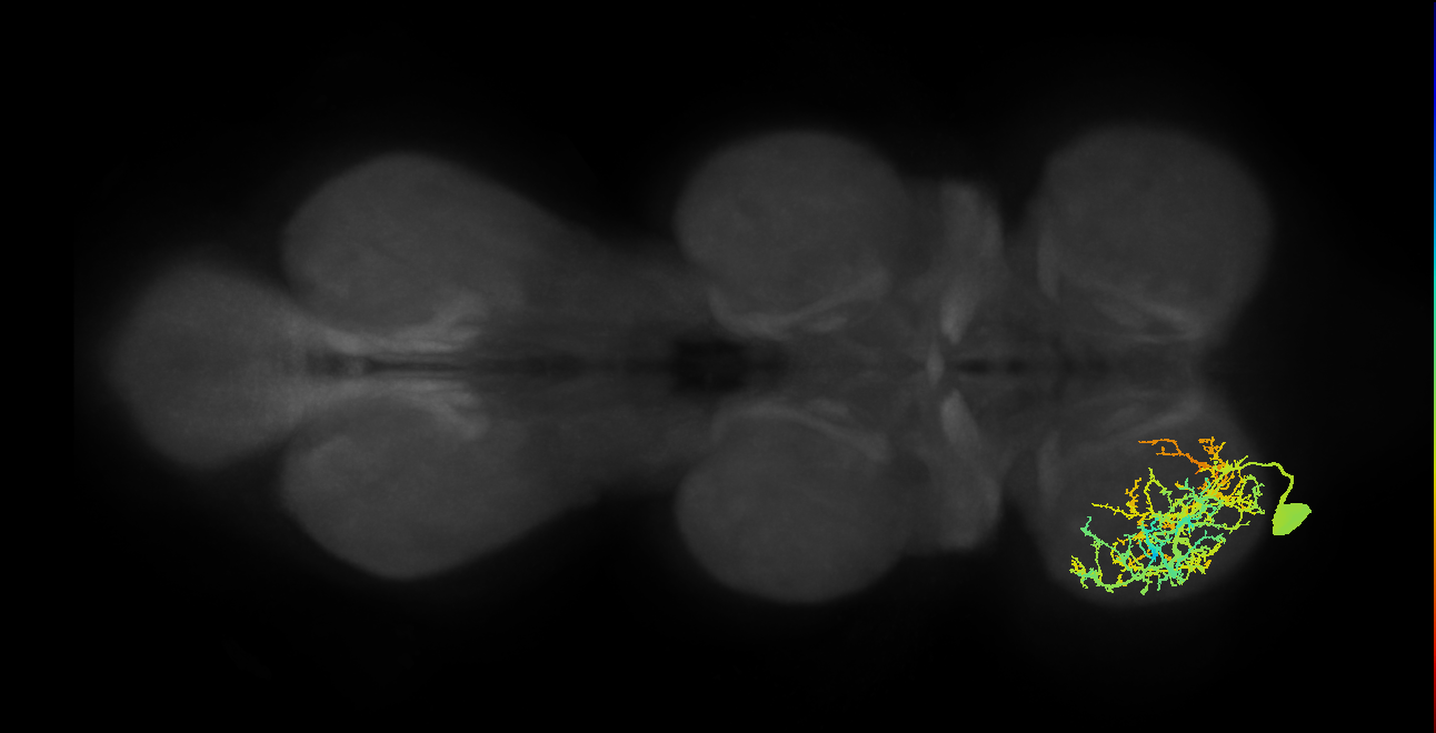 tibial depressor motor neuron