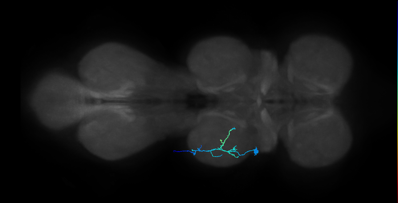 mesothoracic tibial depressor motor neuron