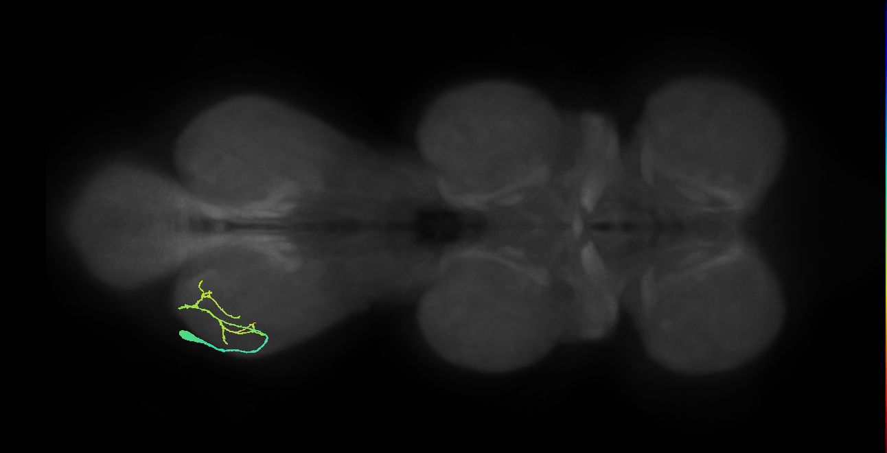 Acc. tr flexor MN_L (MaleCNS:1050038433)