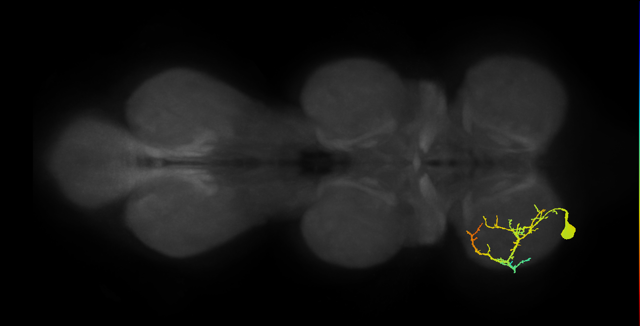 Acc. tr flexor MN_L (MaleCNS:821291)