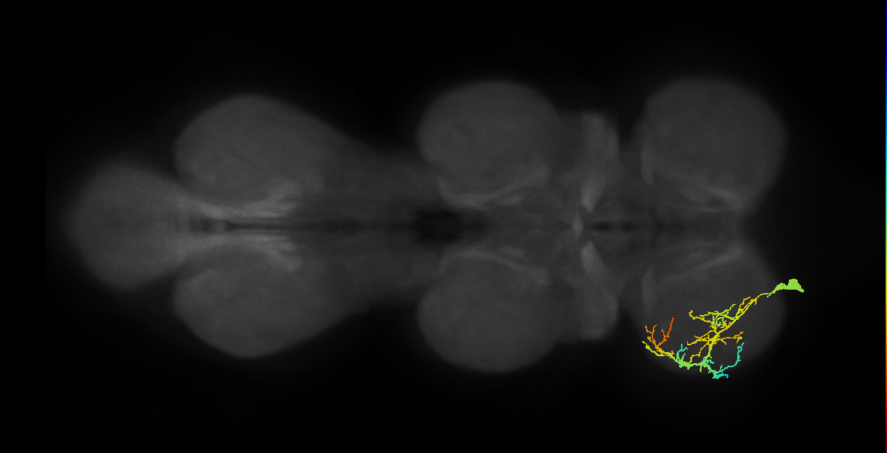 accessory trochanter levator muscle motor neuron